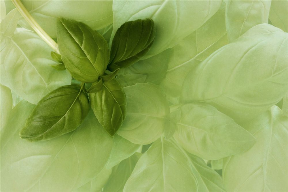 Fresh basil leaves