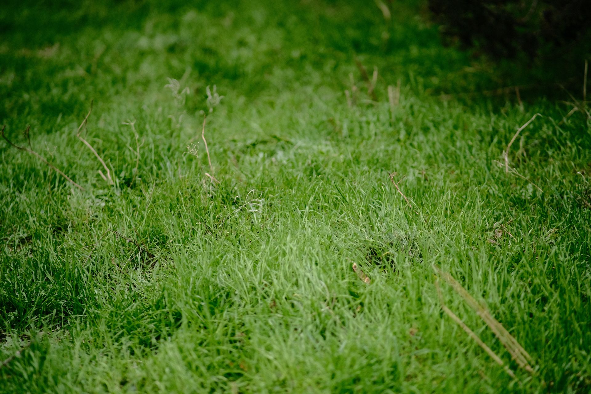 Overgrown lawn ready for its first cut with Reil Lawn Company