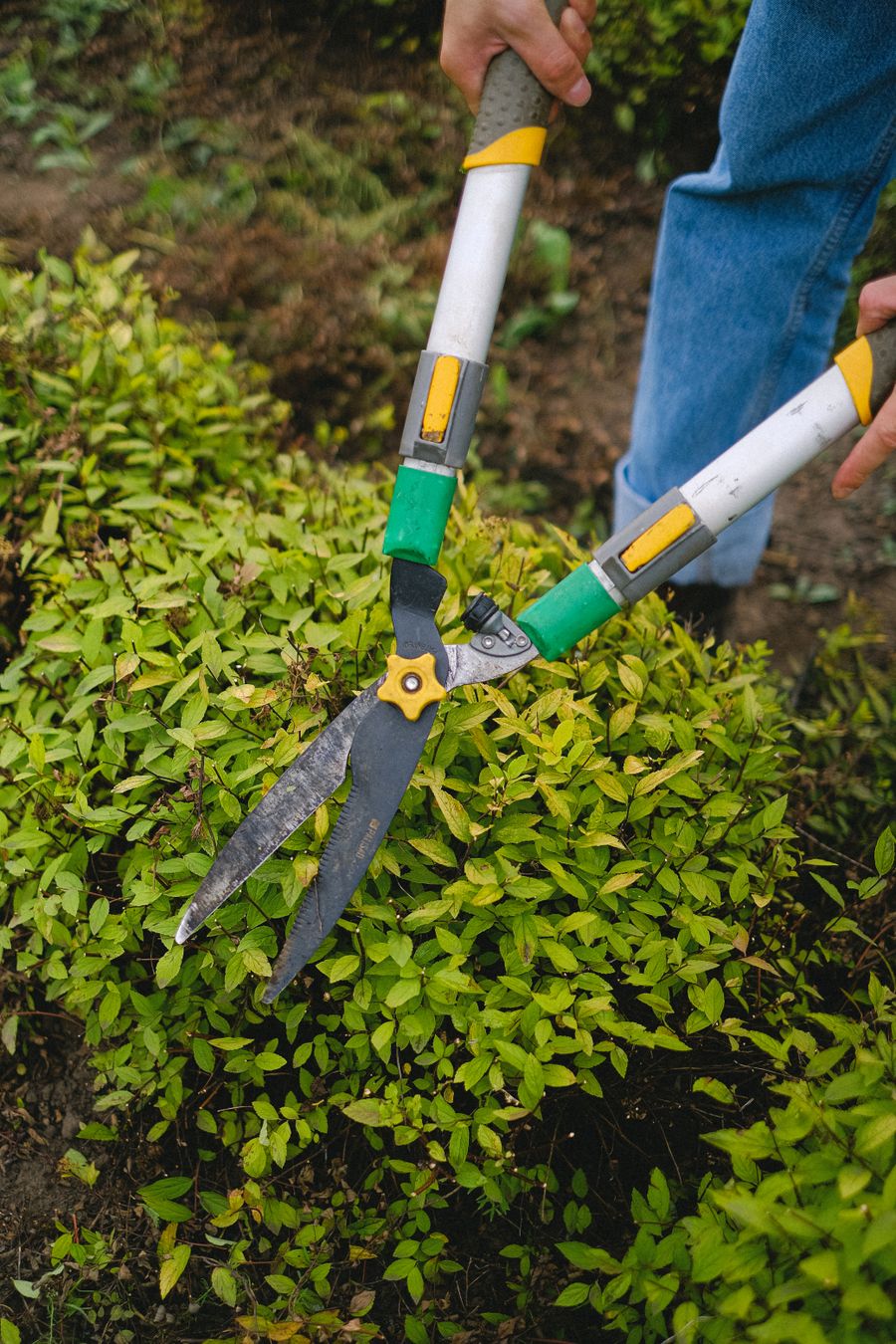 Hedge shears trimming a green shrub in a garden bed