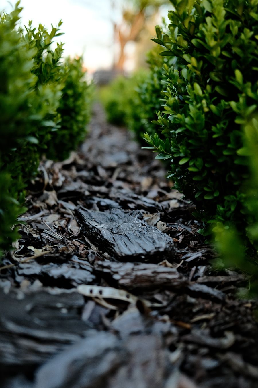 Fresh dark mulch laid between neatly trimmed garden hedges